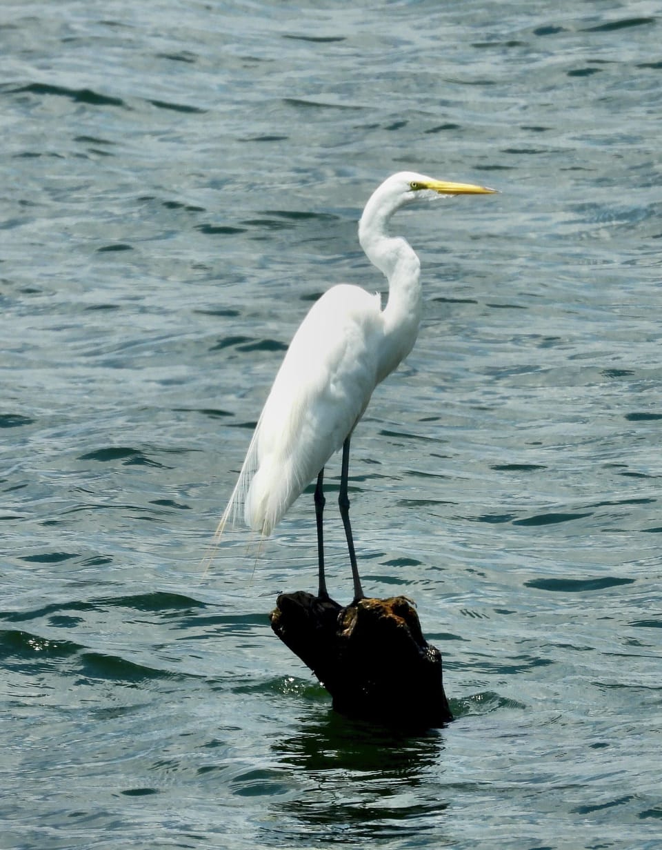Waterfowl are abundant in waters surrounding the property