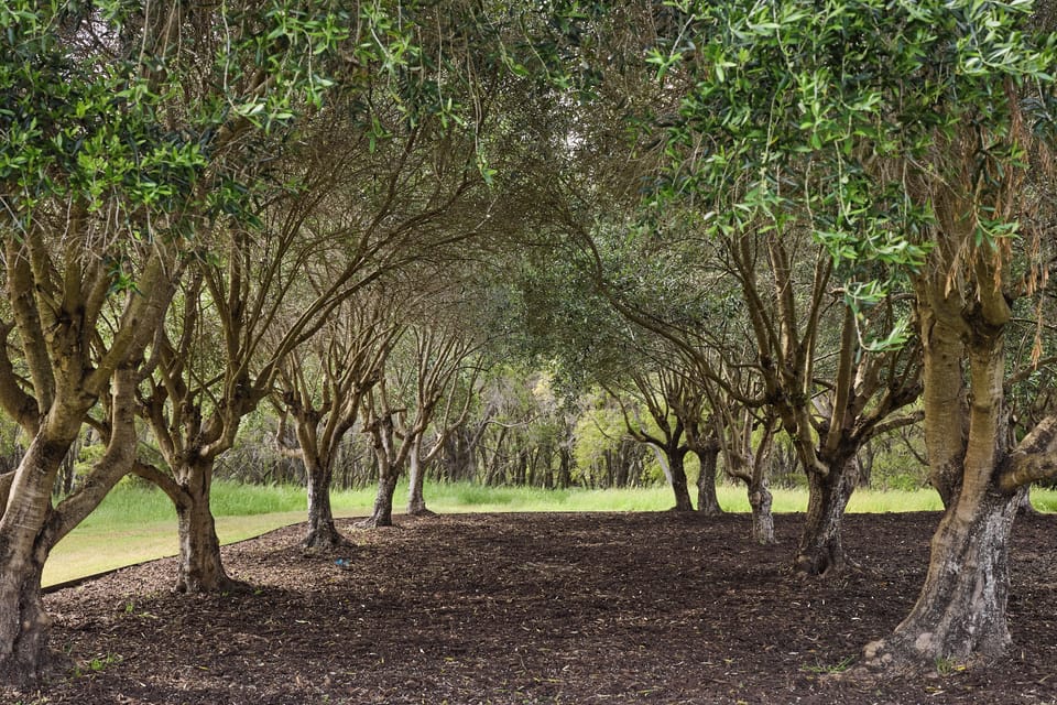 Outdoor - Garden