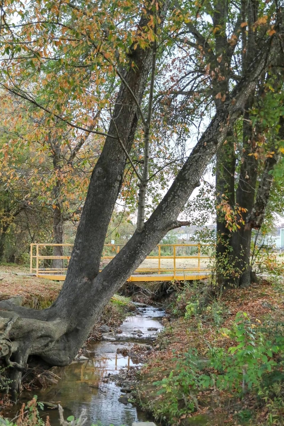 Creek through the park.