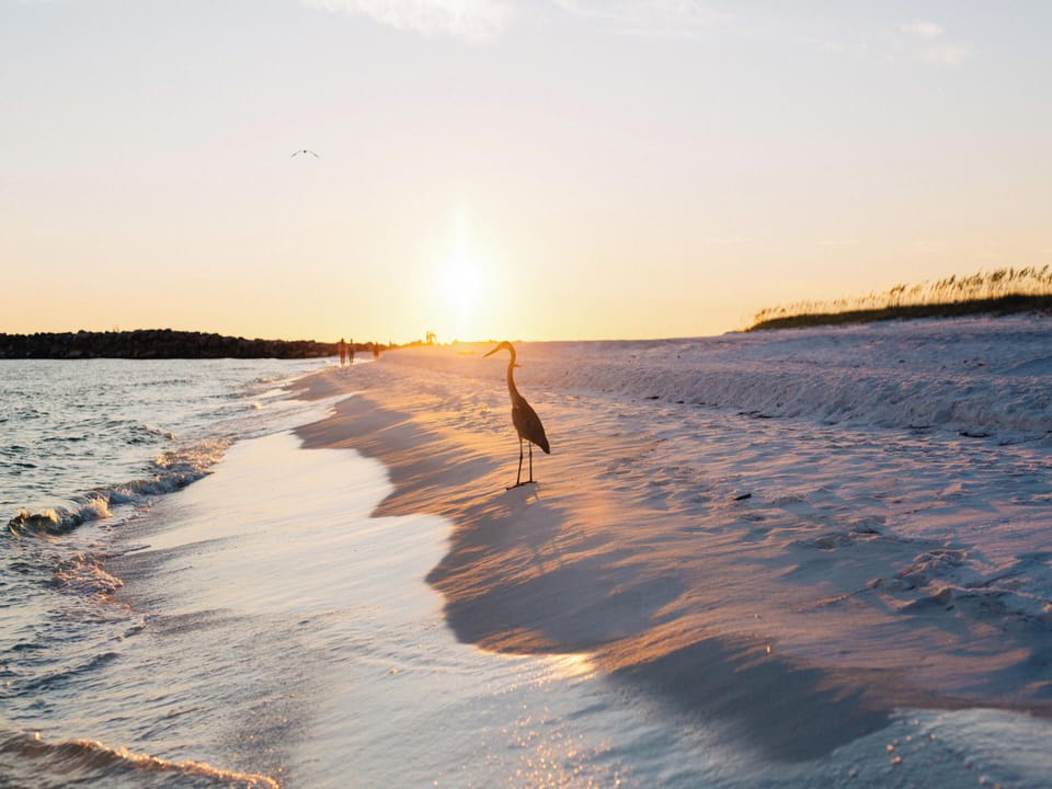 The Osprey by Southern Vacation Rentals House in Orange Beach