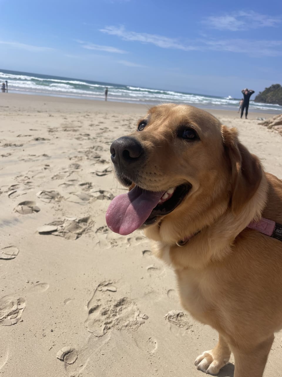 Dog friendly beaches