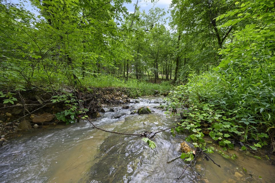 Nature Retreat: Experience serene moments by the glistening seasonal creek amidst lush greenery!