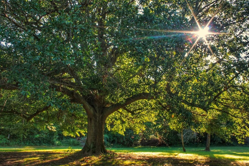 Grandma`s tree.  You`ve go to get close to this one to really understand how big this tree is.