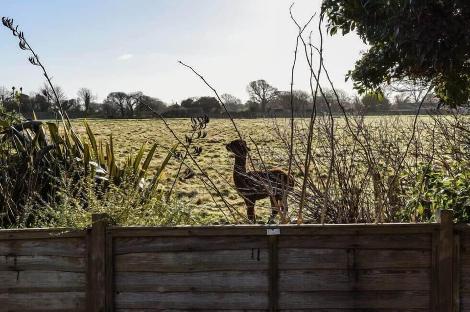 Your neighbours are alpacas!