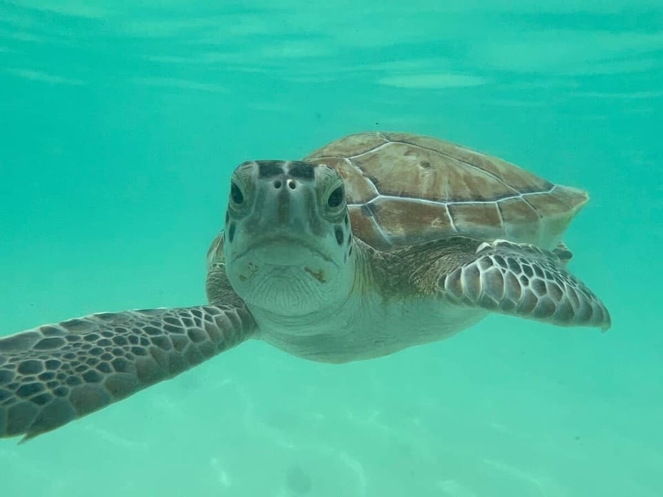 Our harbor is full of amazing wildlife!