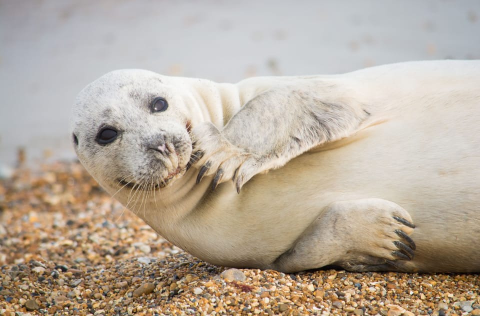 Seals are frequently seen on the Norfolk coast