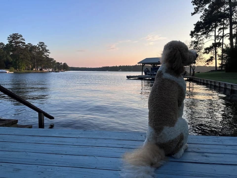 Pet-friendly
