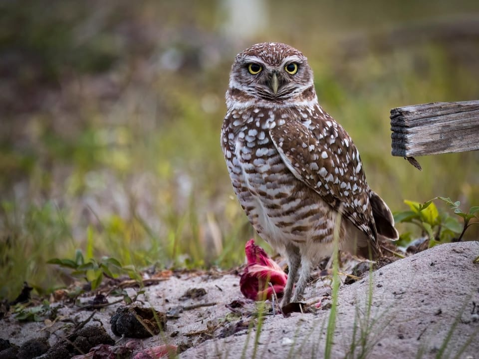 Owl in the yard