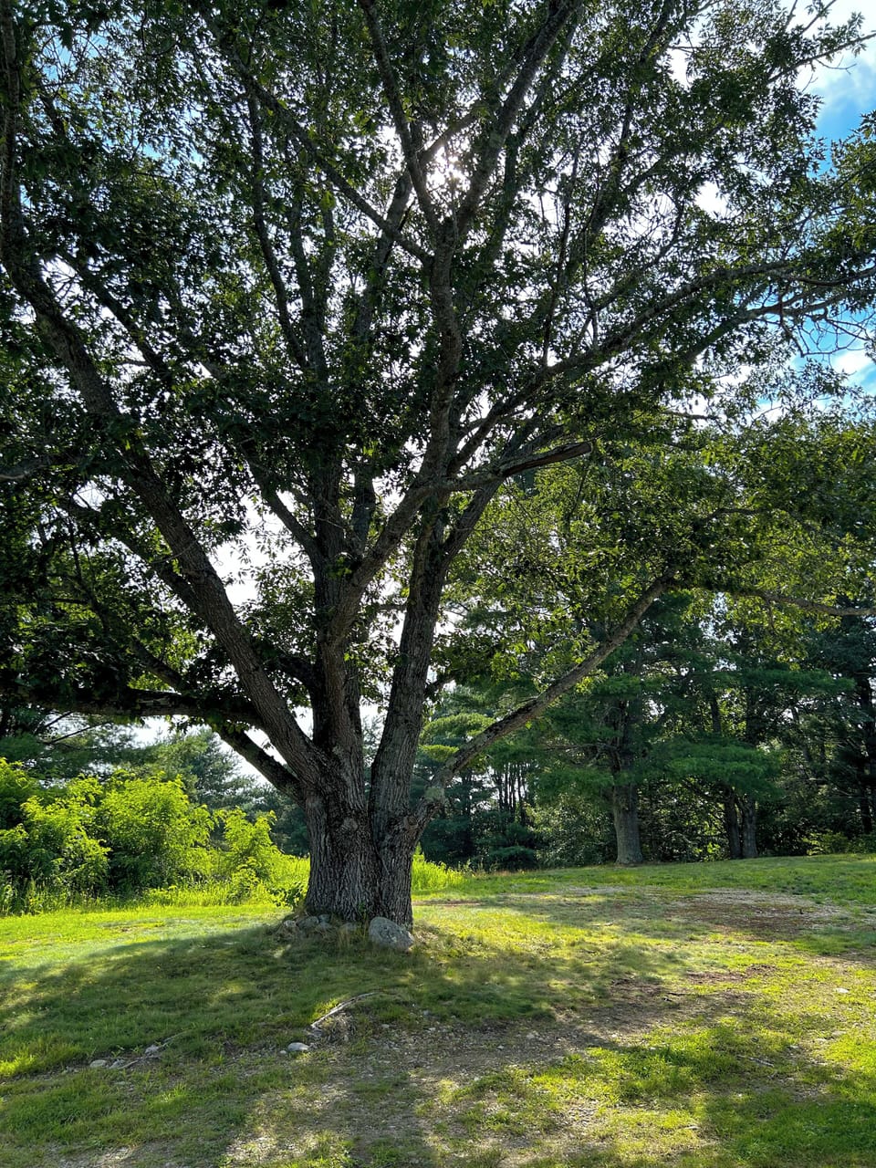 Oak tree in front yard