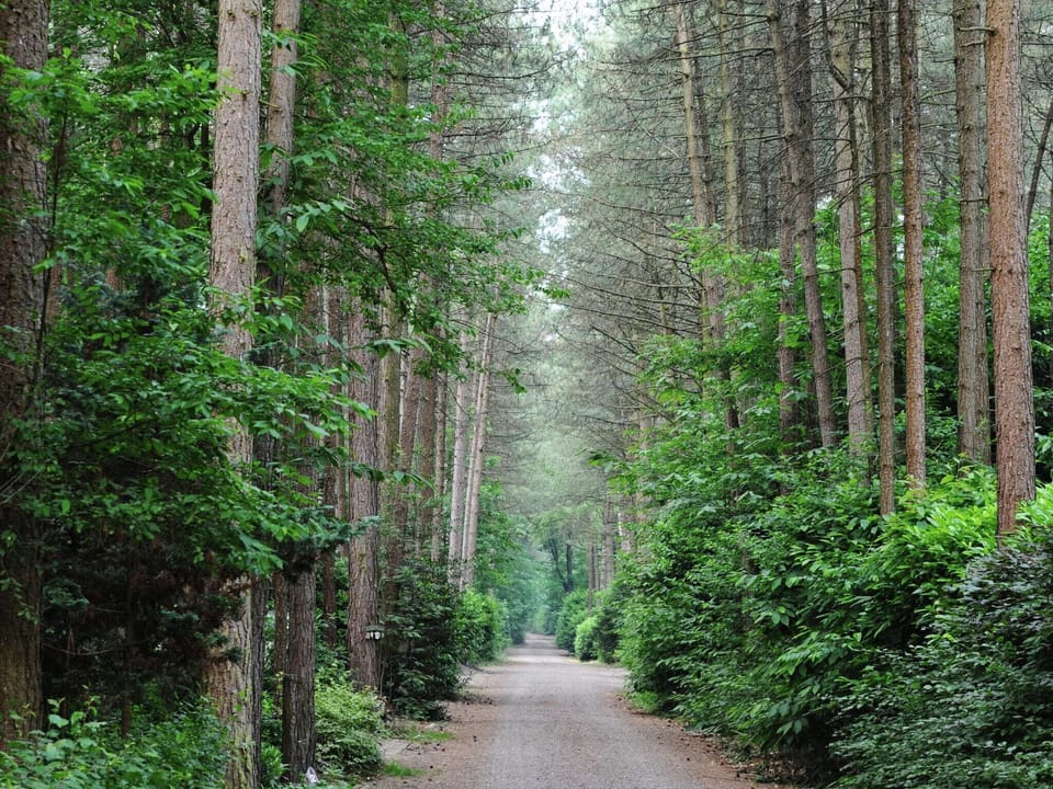 Immediate Surroundings [summer] (<1 km)