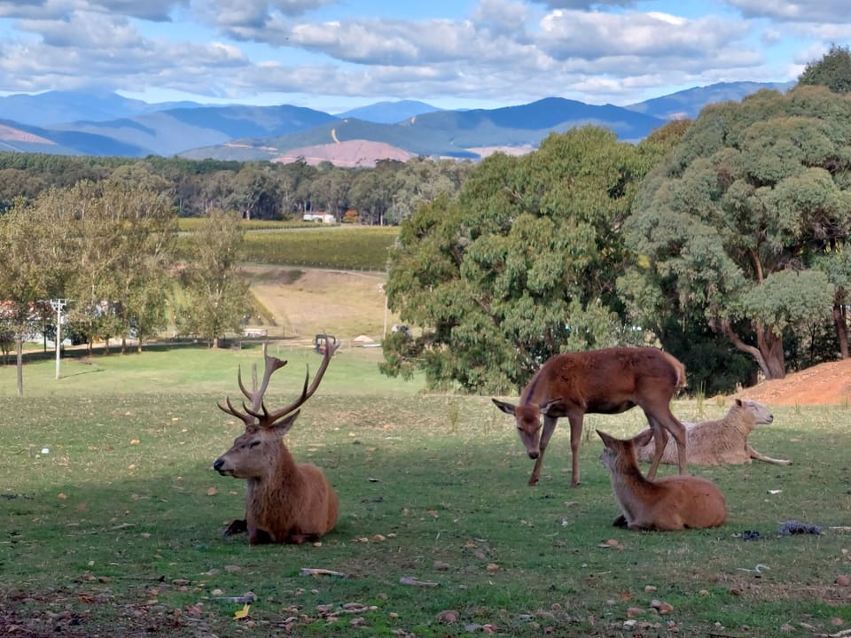 Game viewing