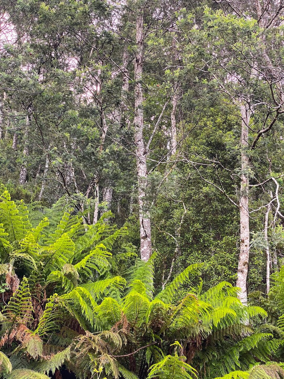 Land view from property