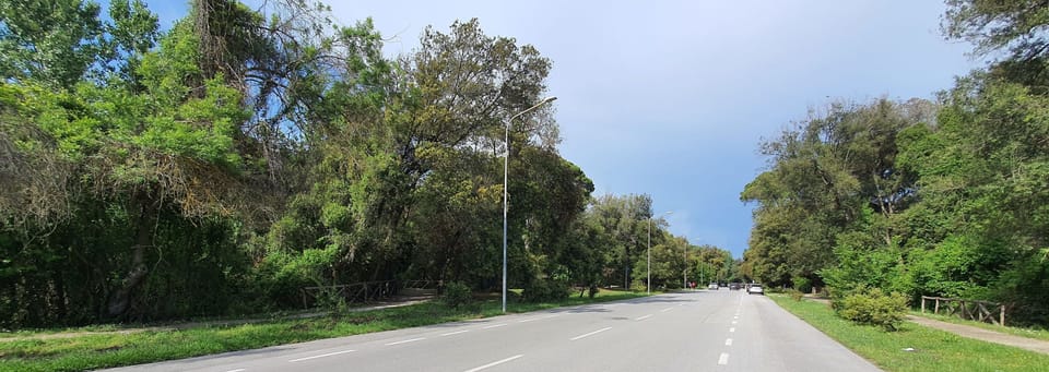 Plant, Sky, Leaf, Natural Landscape, Road Surface, Cloud, Tree, Asphalt, Vegetation