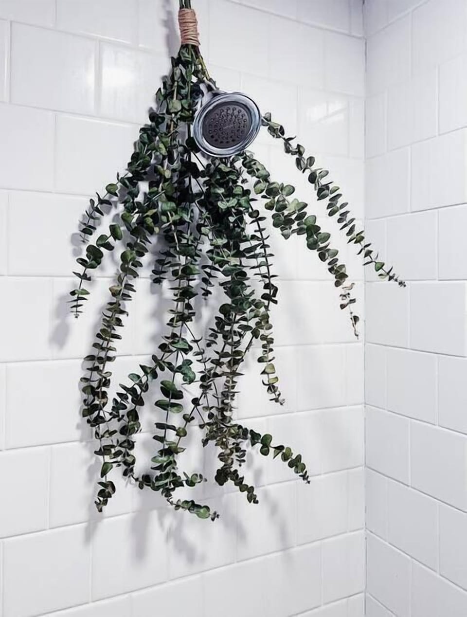 Fresh Eucalyptus adorns the showerhead
