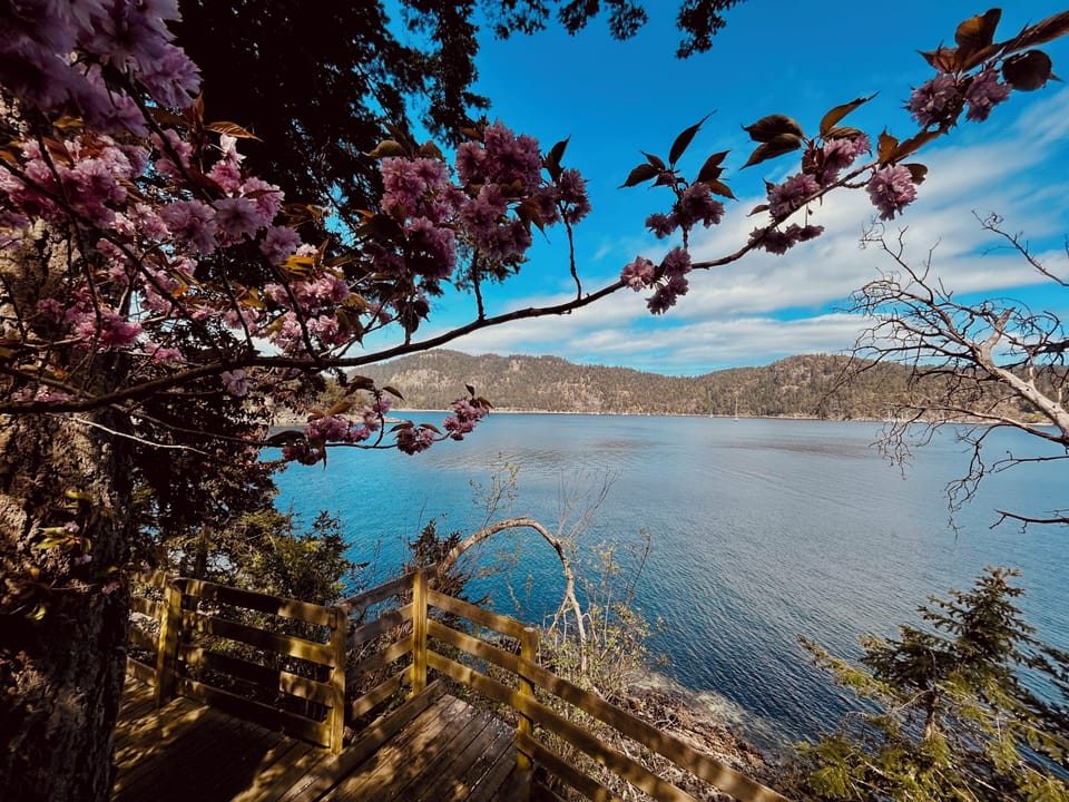 Spring blossoms frame the peaceful waters of bedwell harbour at Shangrila.
