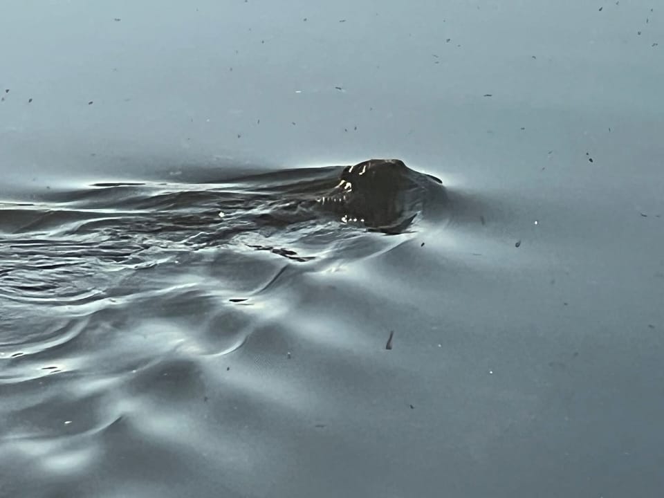 Early morning beaver passing by