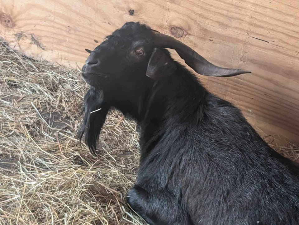 Our boy Midnight, found at midnight... on a highway,  escaped a slaughterhouse!