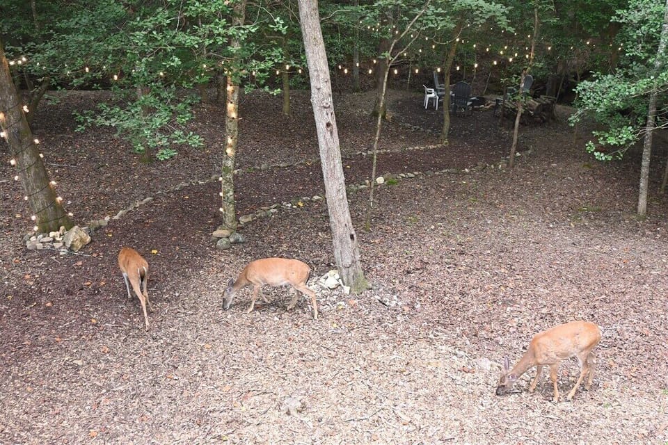Local Wildlife