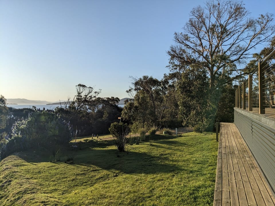 Spot wallabies in the yard