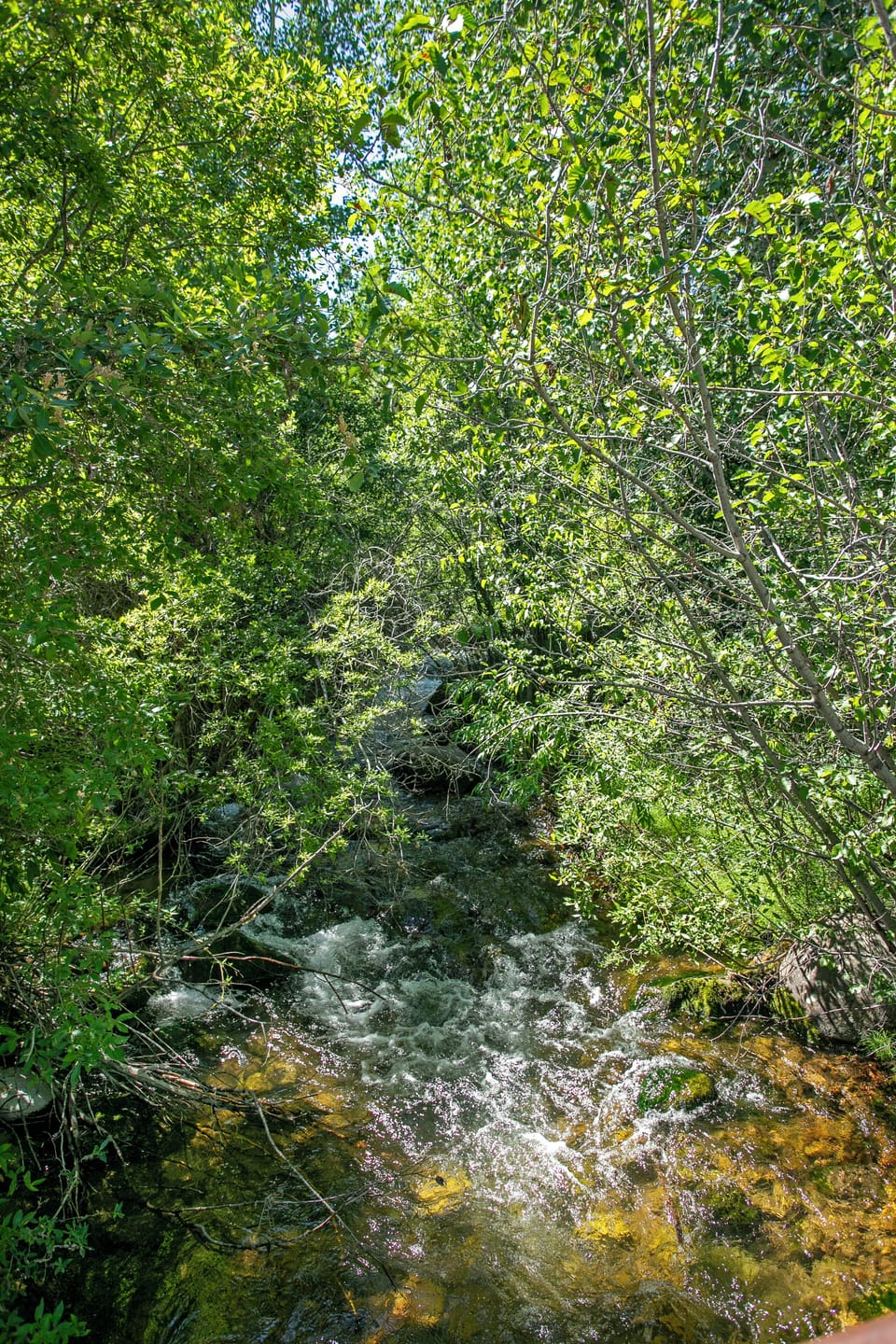 Beaver Creek