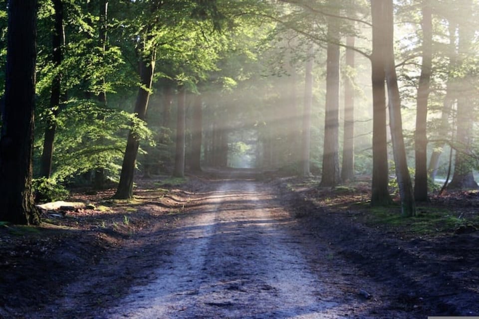 Village Woods