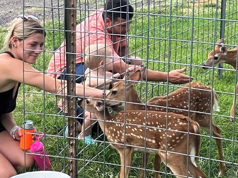 iteration with our deer 