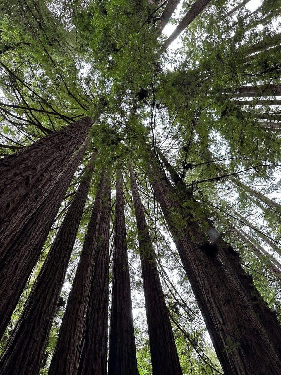 Hike through the redwoods at the forest of Nisene Marks State Park!