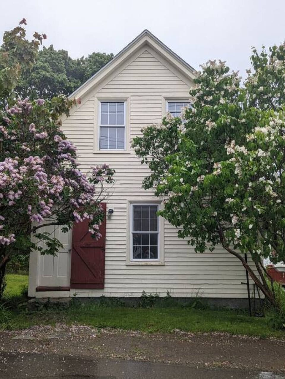 Lilacs in bloom