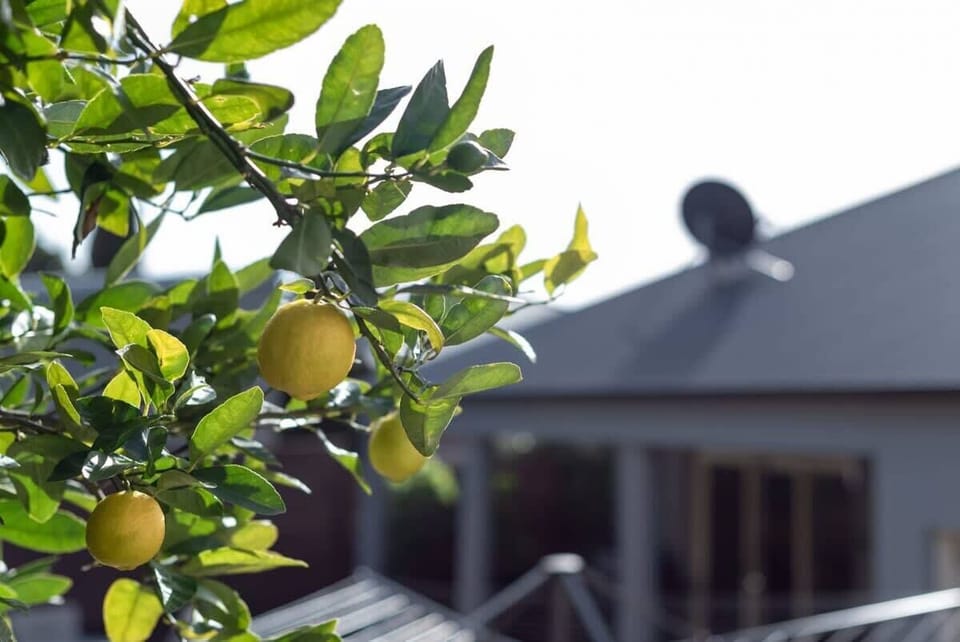 Homegrown goodness at your fingertips