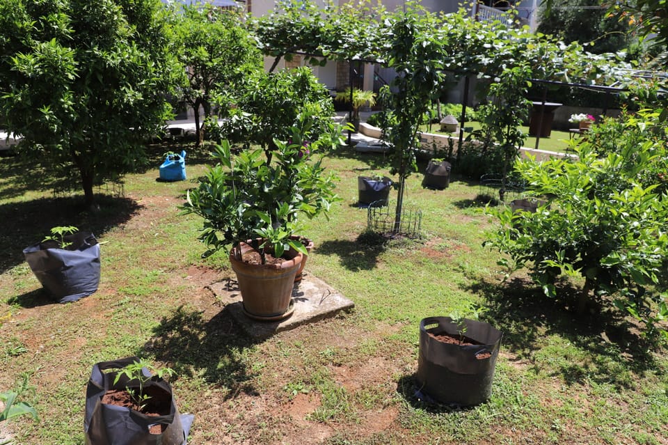 Garden view