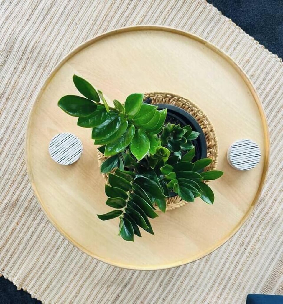Coffee table, plants and coasters. 