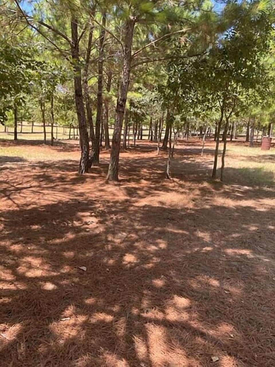 4 acres of forest to wander in