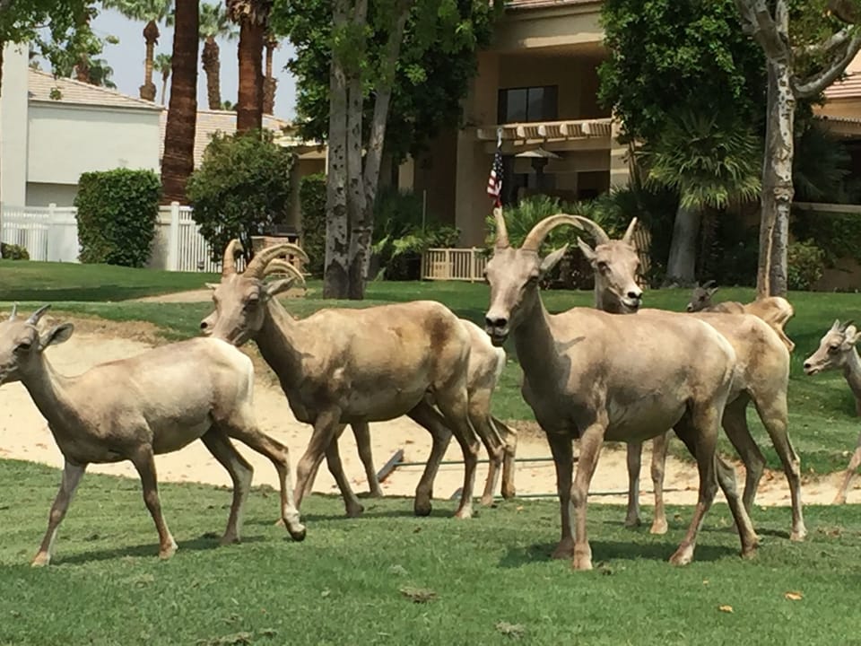 Your friendly neighborhood big horn sheep taking care of the landscaping.