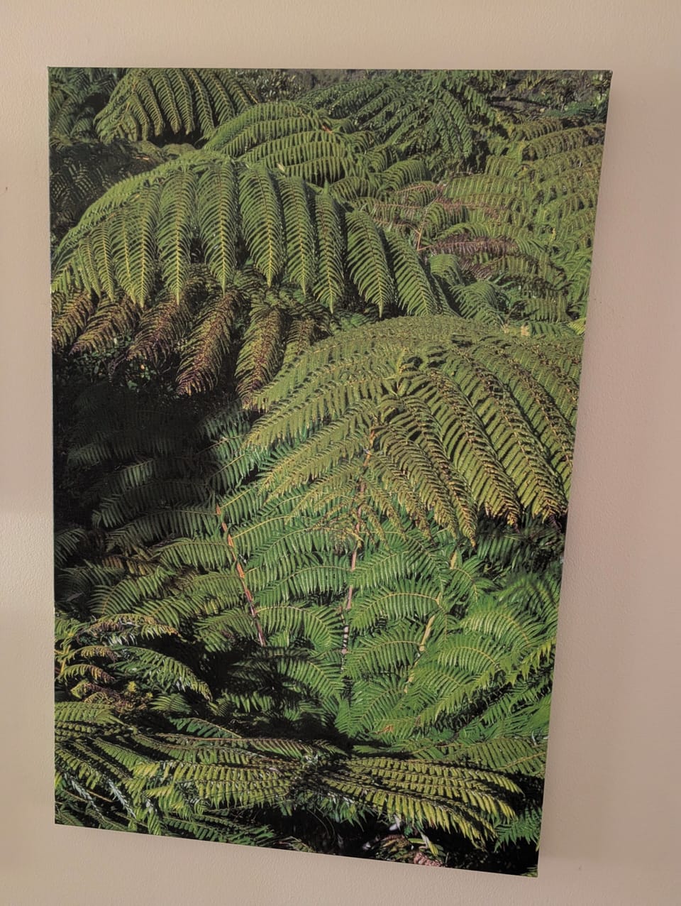 New Zealand Fern tree 