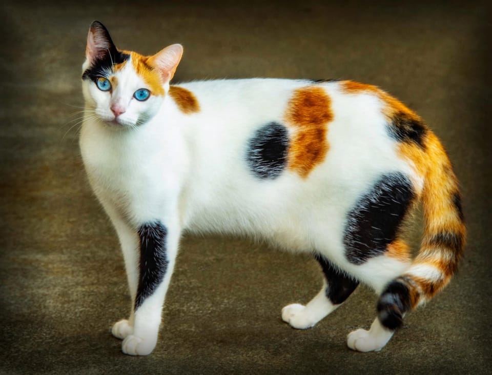 Miss Kitty