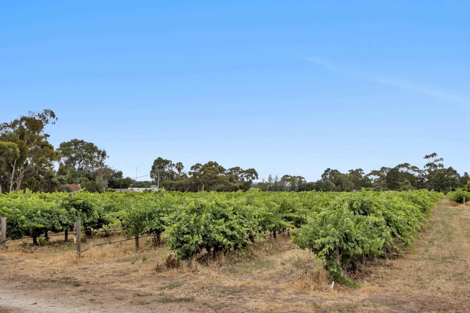 Vineyard in summertime