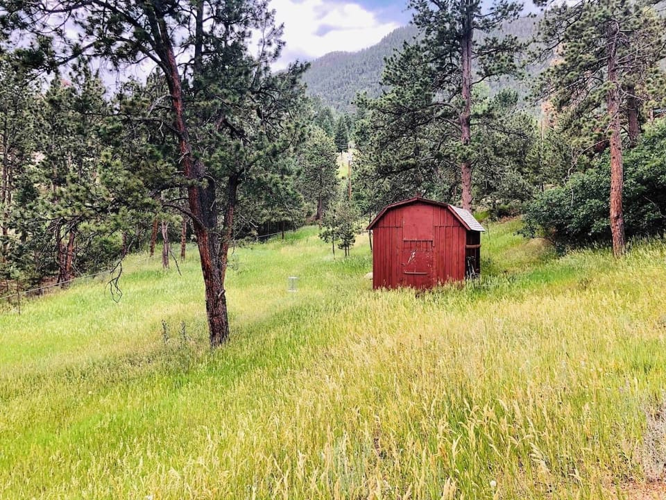 View of backyard on 1 acre of forest
