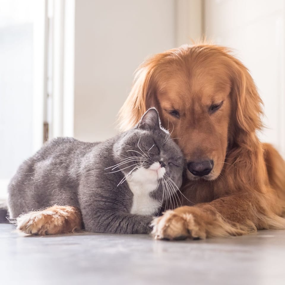 Pet friendly