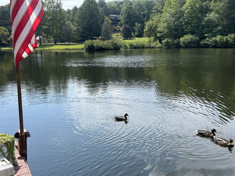 Our friendly ducks visiting