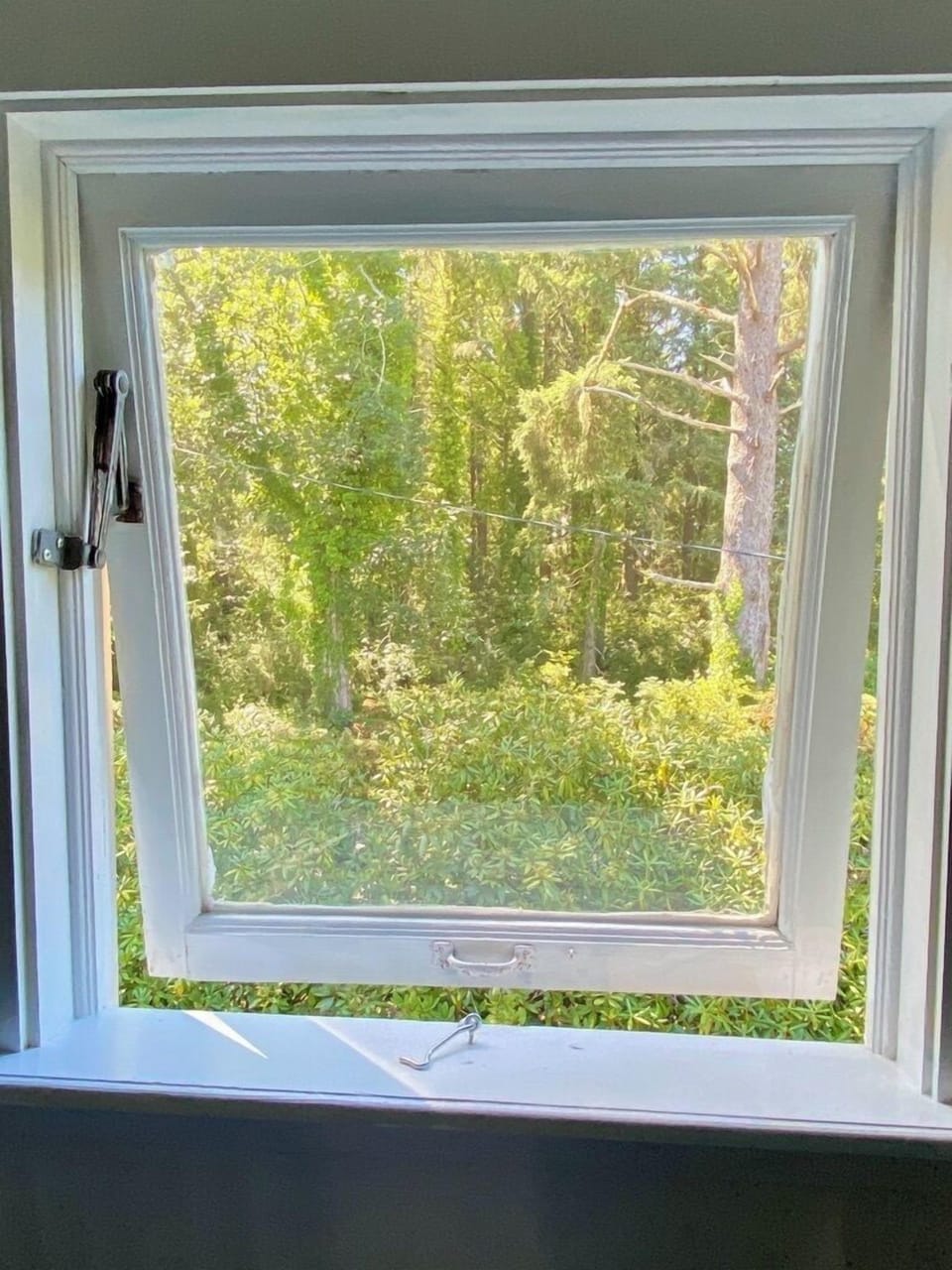 View to pine forest from the loft