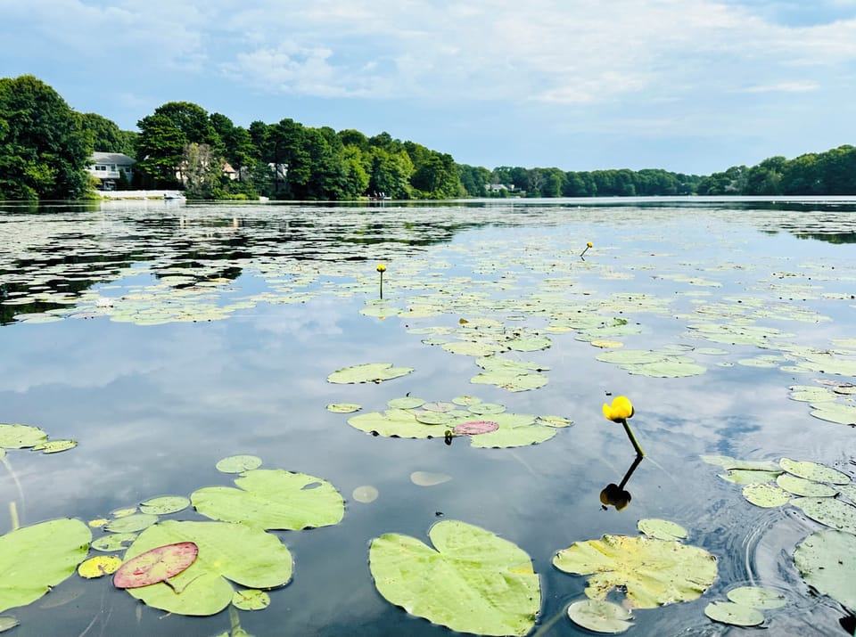 Long pond in summer with the water lilies blooming.