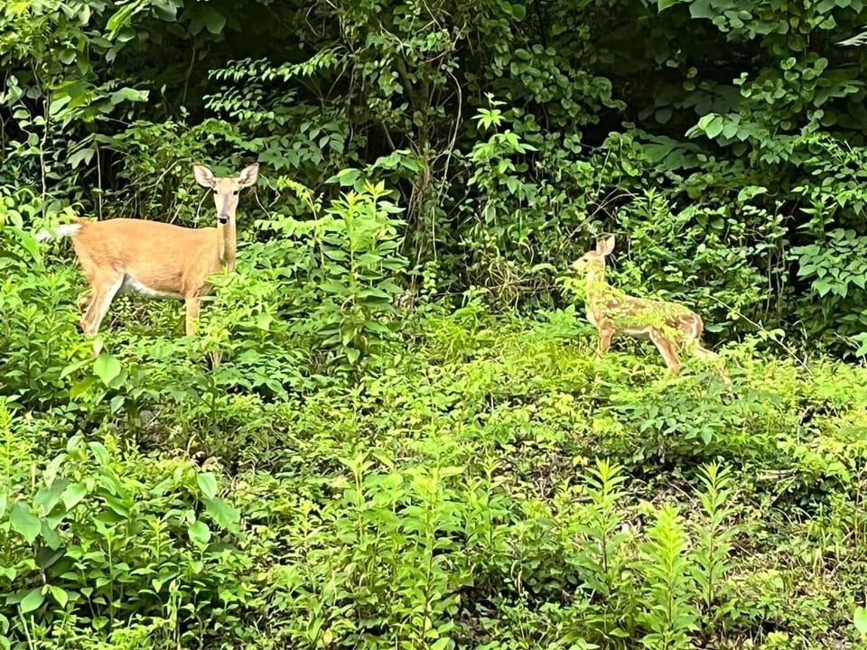 Wildlife galore