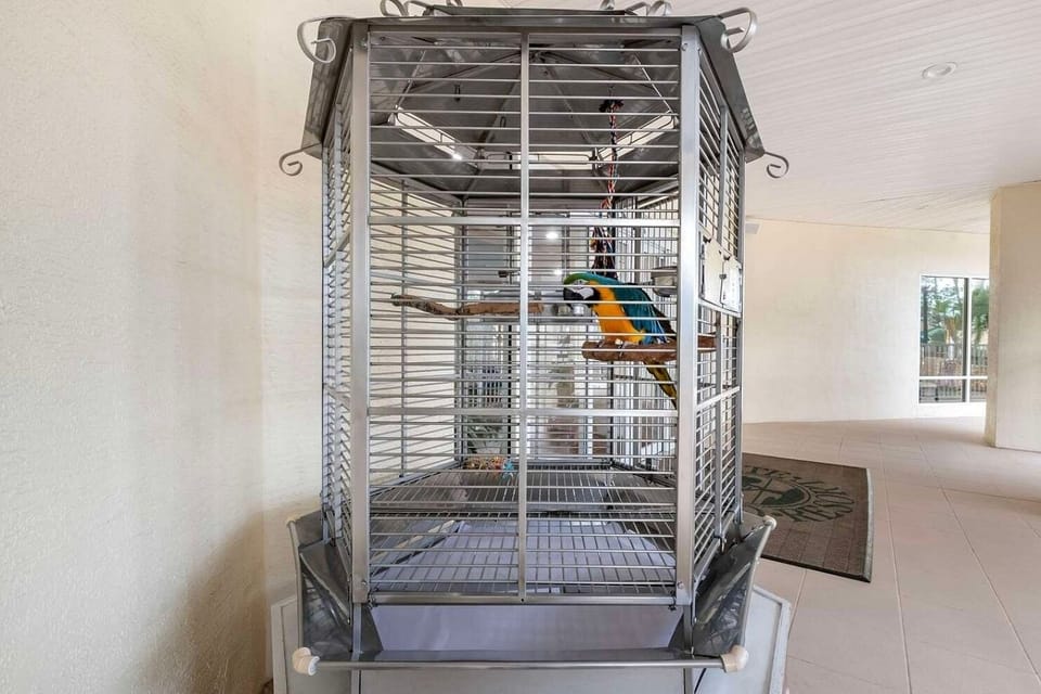 Parrot in Lobby