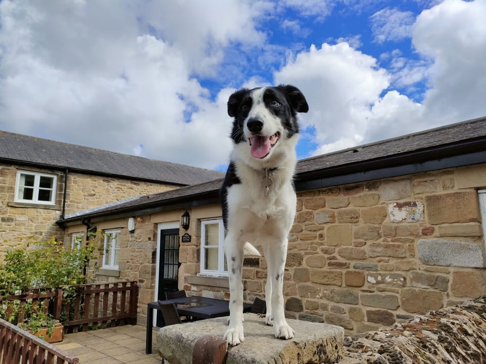 Jacobswell Hosue - dog friendly cottage with walks from the doorstep