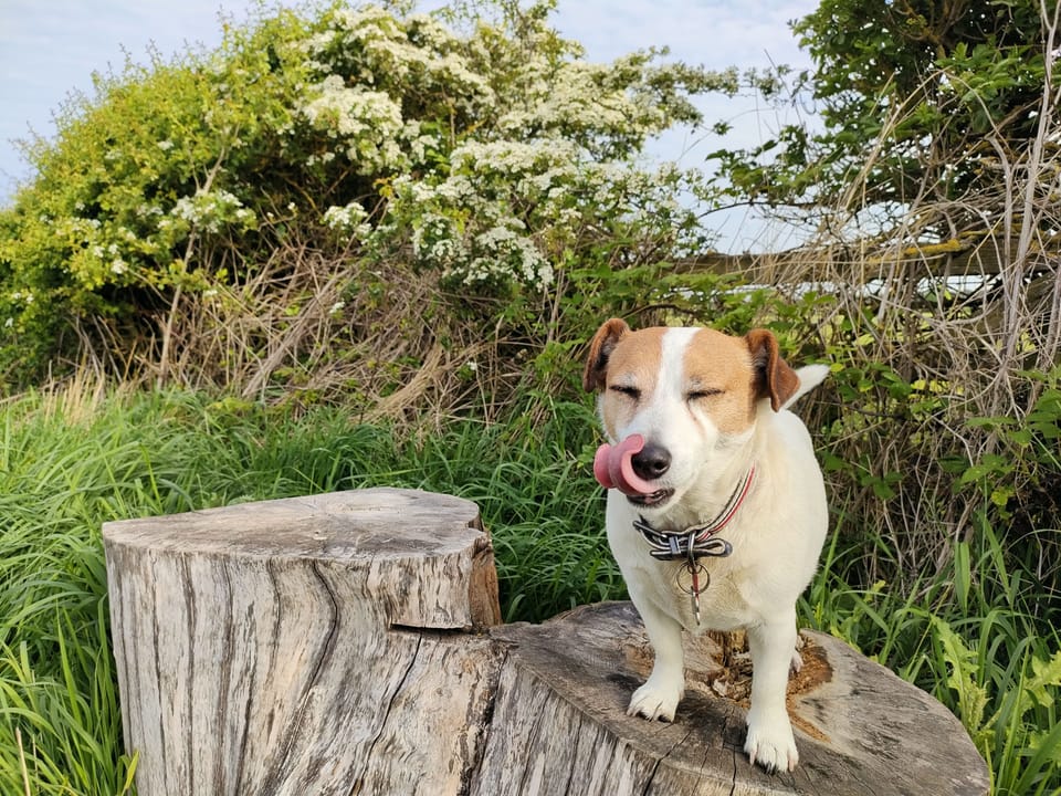 Pele Cottage - dog friendly with walks from the door