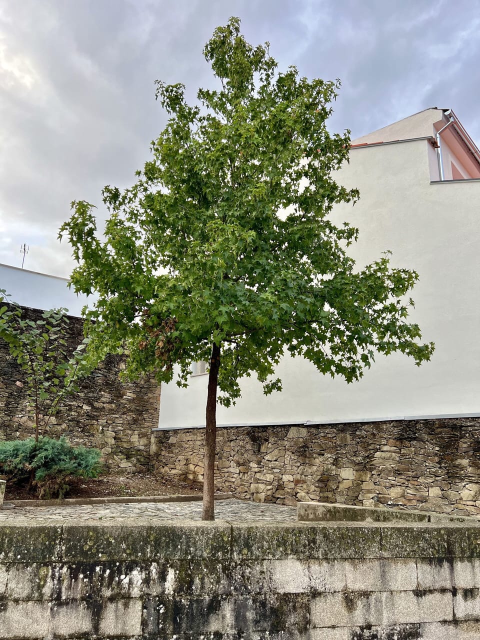 Street (3)