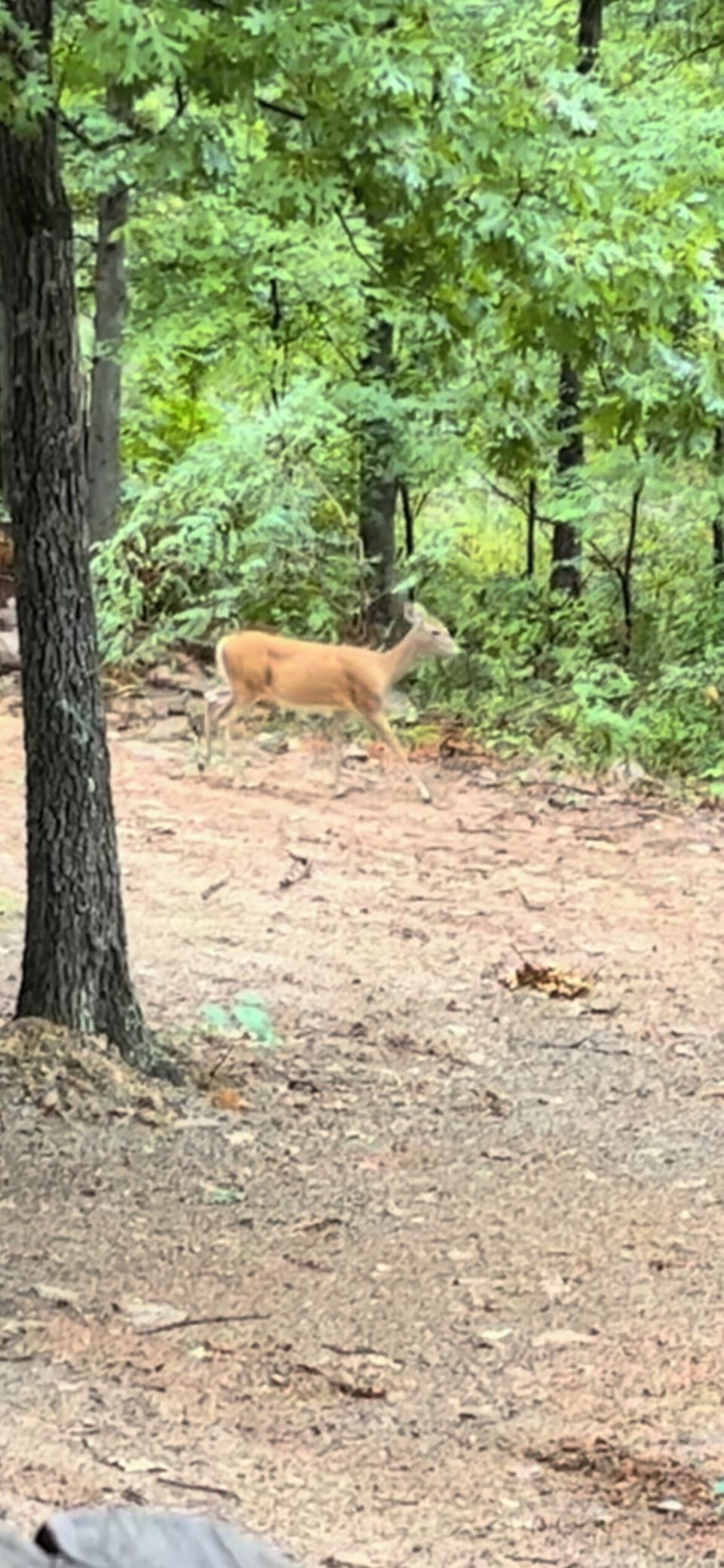 Strolling through front yard.