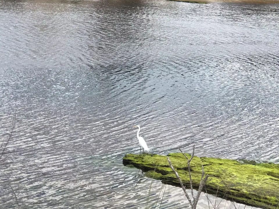 Wildlife here in Palm Coast  with beautiful canals, intercostal