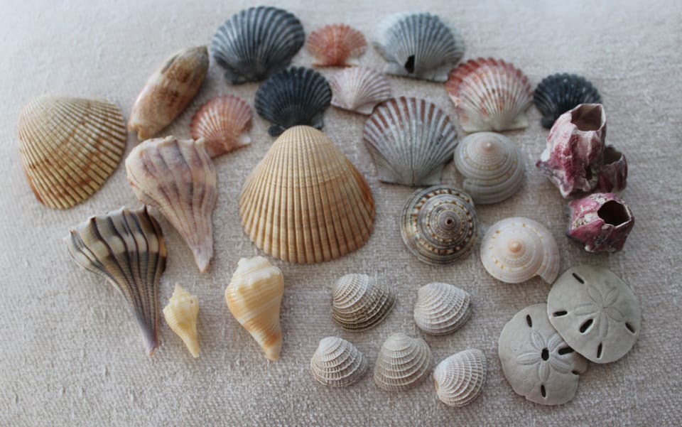 Picked up these shells on Whitecap beach.