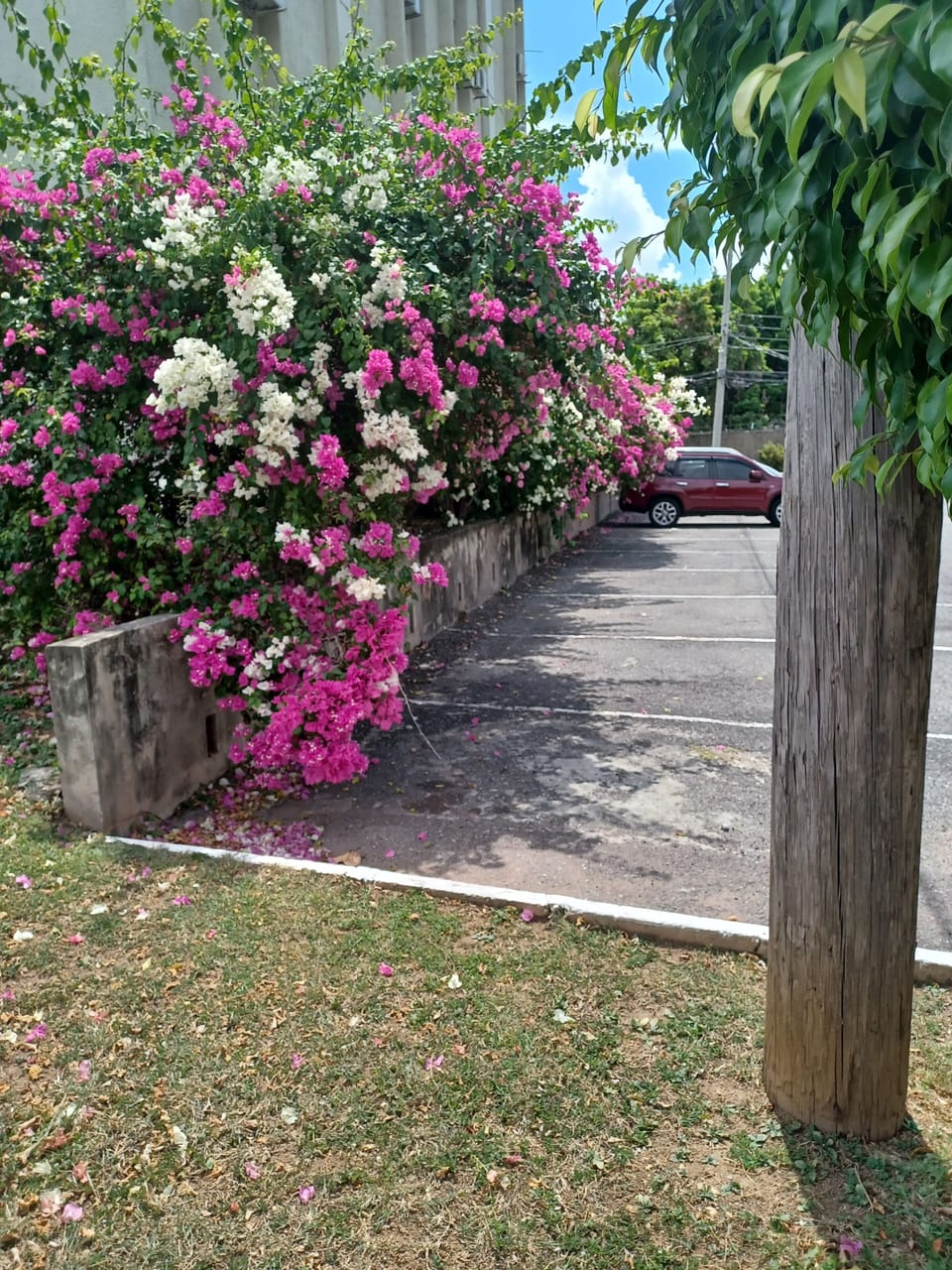 Beautiful Garden Scene 